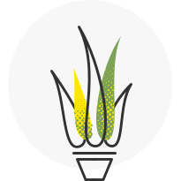 Seed Supply